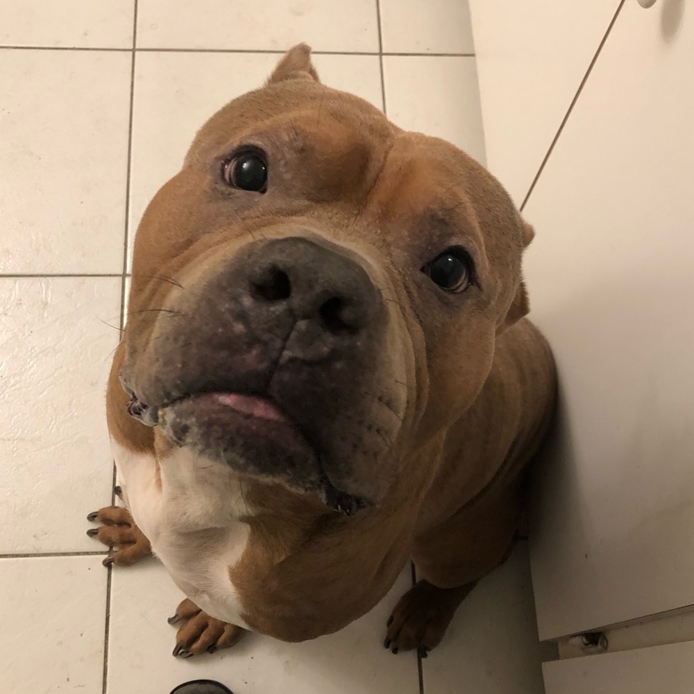 Meet your Posher, Angel